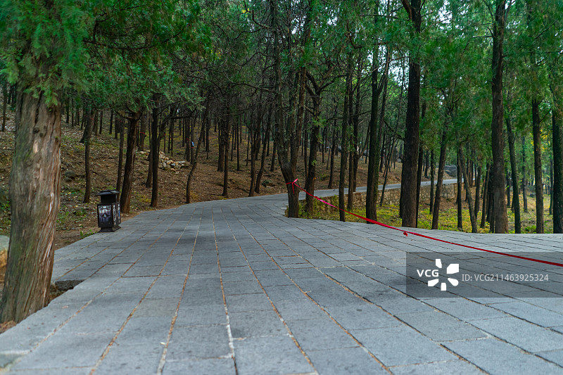 中国山东省泰安市泰山旅游风景区著名景点，普照寺寺庙的石板路林荫大道步行道路，户外白昼无人图像摄影图片素材