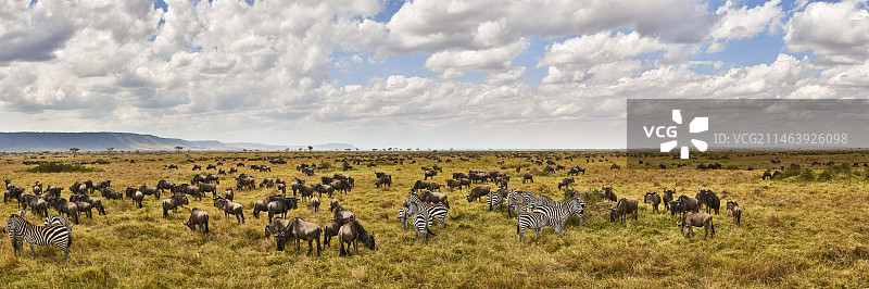 动物大迁徙图片素材
