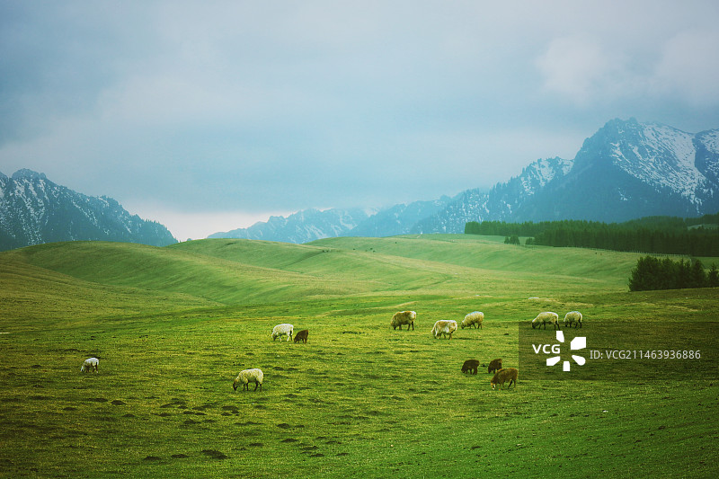 南山牧场图片素材