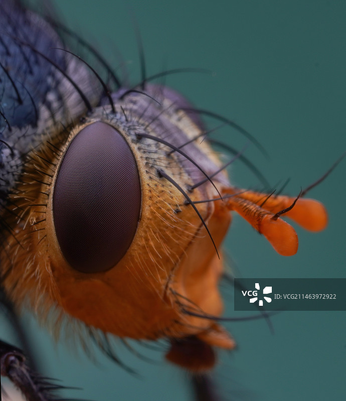昆虫的头部特写镜头图片素材