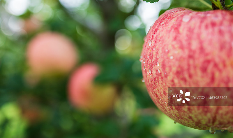 丽江高原糖心苹果图片素材