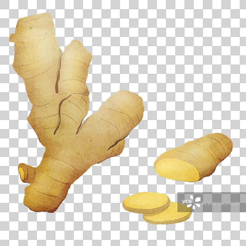 手绘写实风生姜块及姜片图片素材