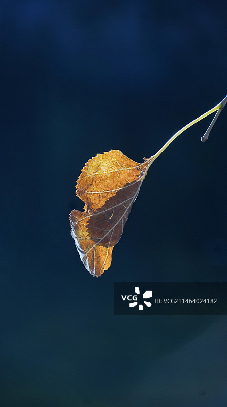 一叶知秋图片素材