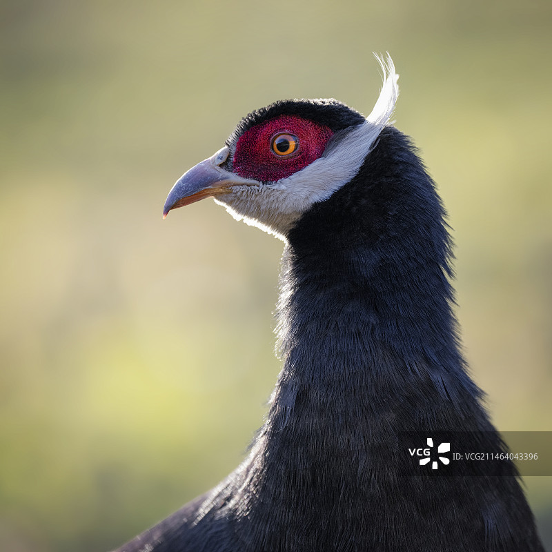 山西省省鸟褐马鸡图片素材