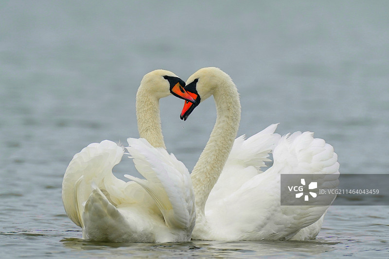 DSC00151疣鼻天鹅图片素材