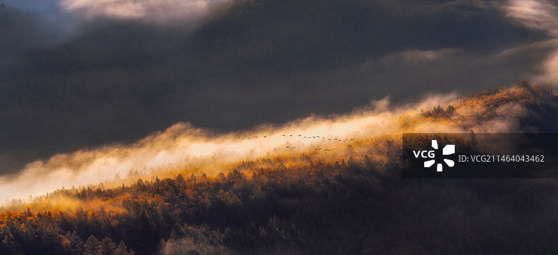 雁南飞图片素材