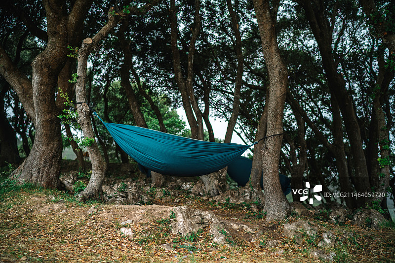 森林中的树木图片素材