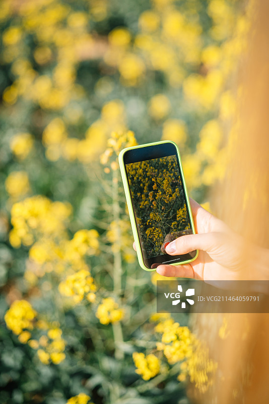 女子在田野里拍摄花朵图片素材
