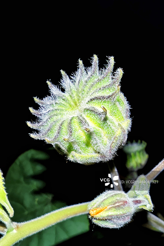 冬夜苘麻花图片素材