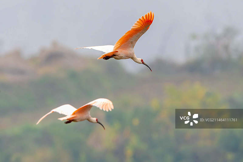 一对情侣 朱鹮图片素材