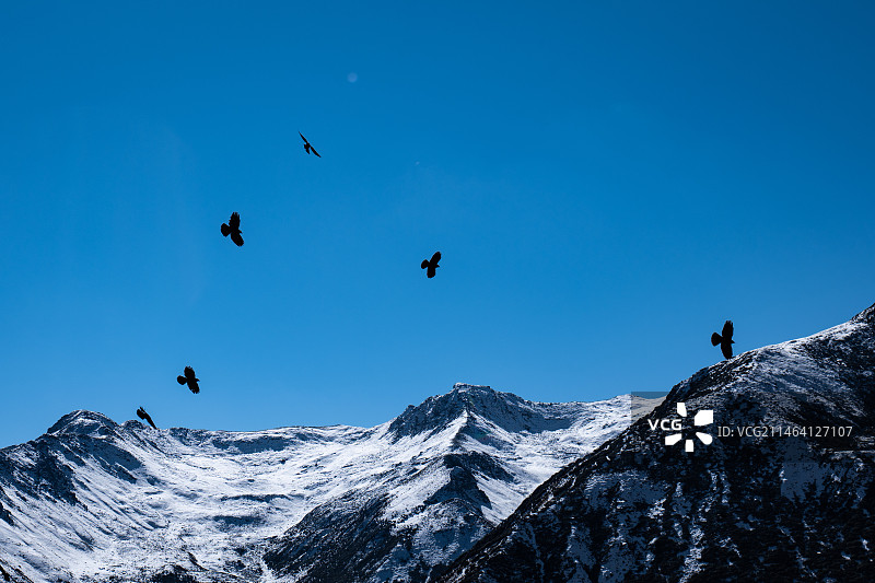 雪山飞鸟图片素材
