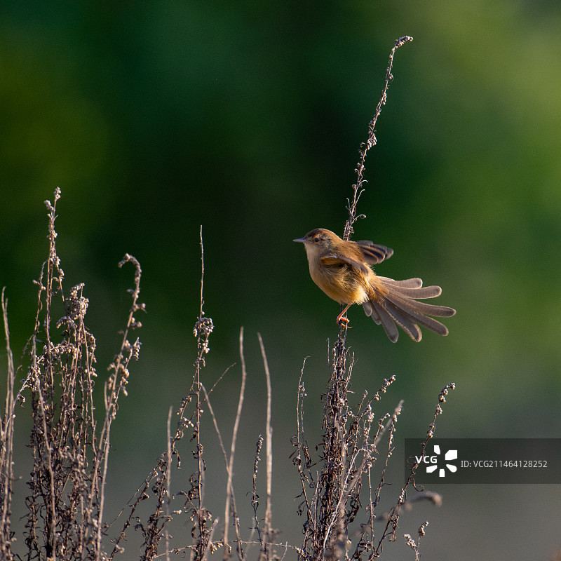《純色山鹪莺》图片素材