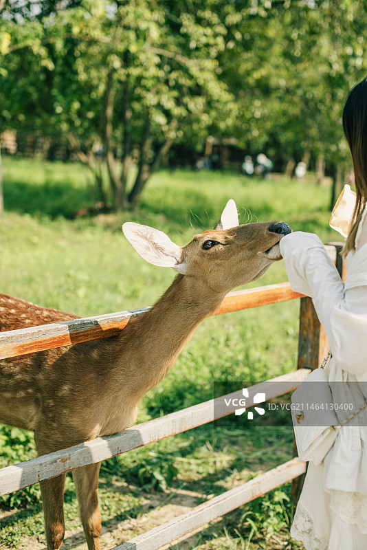 杭州良渚遗址公园鹿苑梅花鹿图片素材