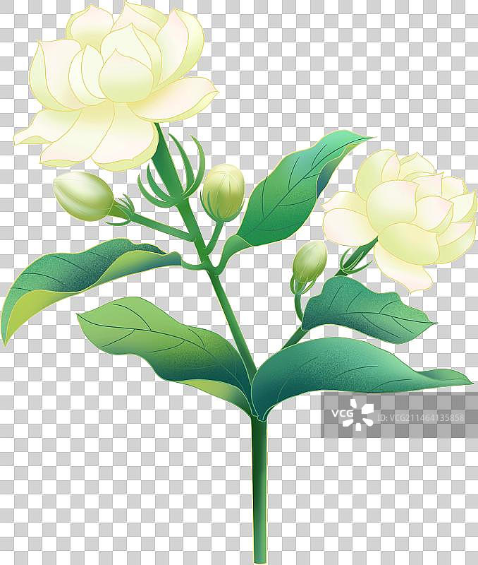 十二月时令花卉图片素材