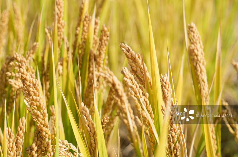 丰收的茂盛的水稻图片素材