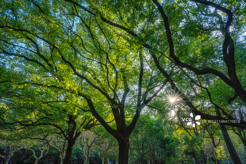 阳光下绿色梧桐树仰拍视角图片素材