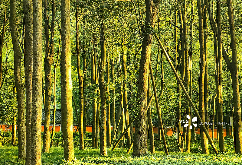 晨光里图片素材