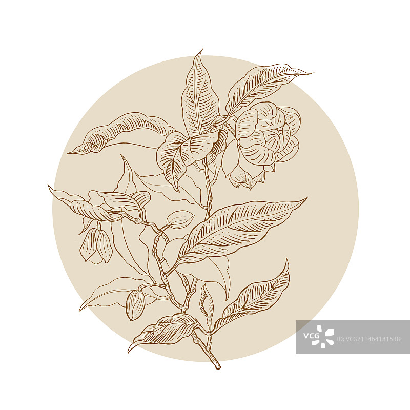 山茶花线条风格插画图片素材