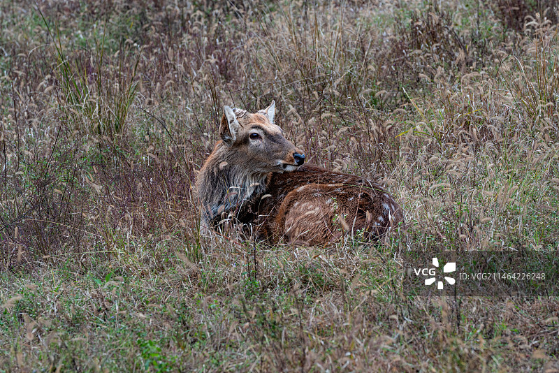 冬天良渚古城梅花鹿图片素材