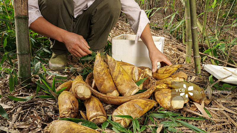 竹林现挖的冬笋图片素材
