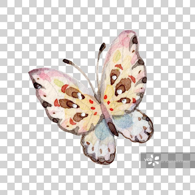 水彩手绘大自然飞翔的彩色昆虫蝴蝶的特写镜头图片素材