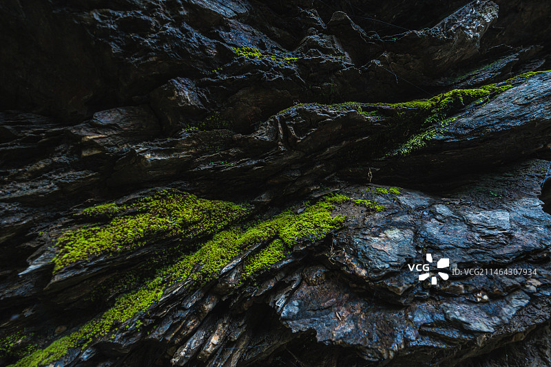 秦岭苔藓图片素材