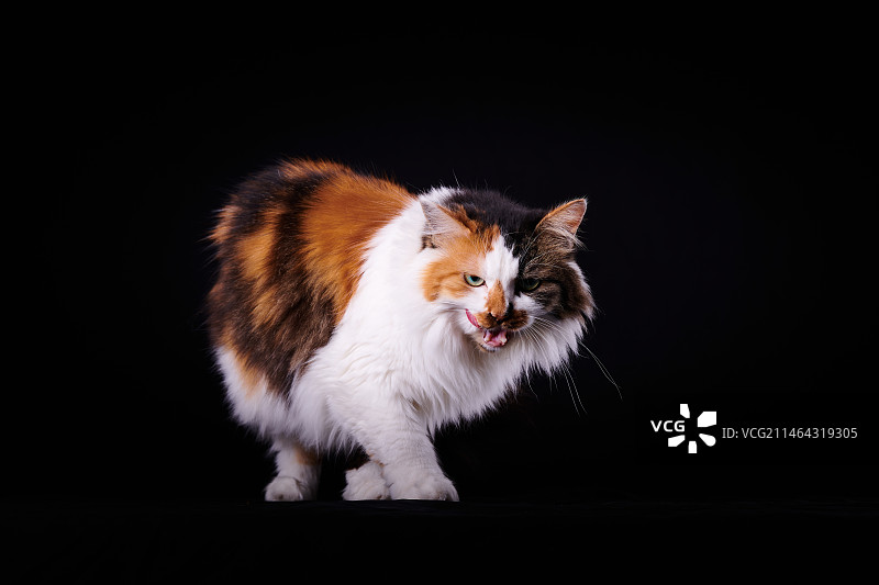 三花猫肖像图片素材