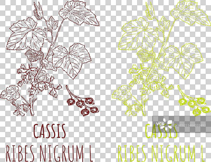 手绘黑醋栗插画图片素材