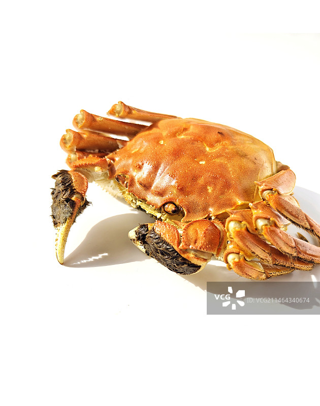 螃蟹图片素材