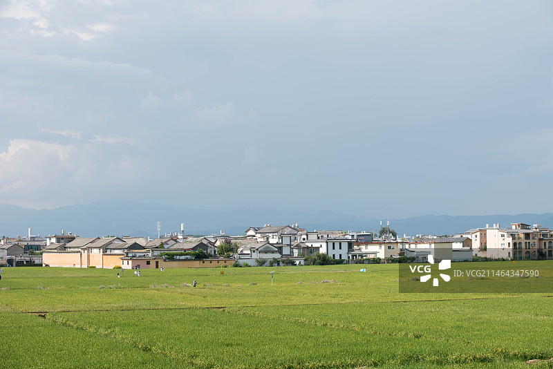 大理喜洲的稻田图片素材