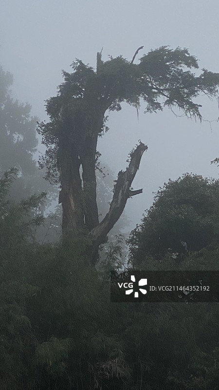 洛神树桩风景图片素材