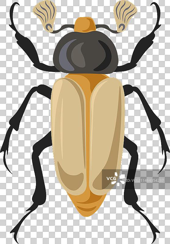 金龟子或宝石甲虫图片素材