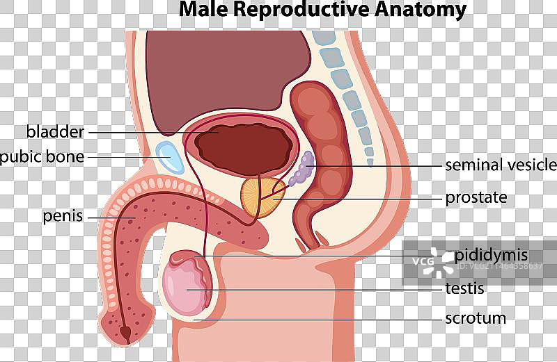 男性生殖系统解剖结构信息图图片素材