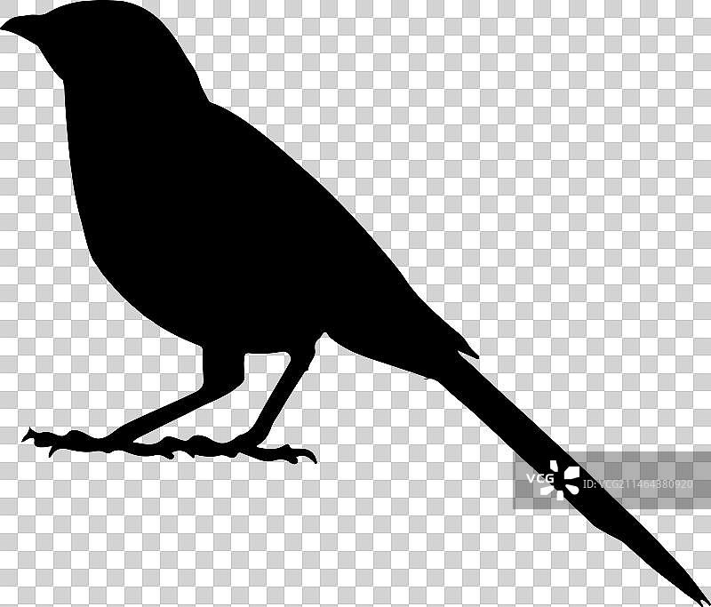 知更鸟剪影艺术图片素材