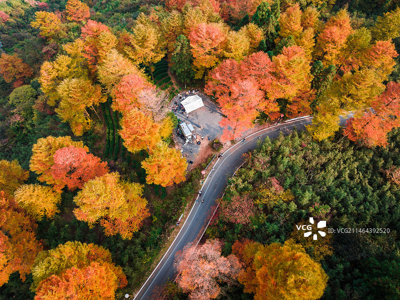 秋日金钱松图片素材