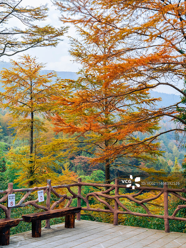 秋日金钱松图片素材