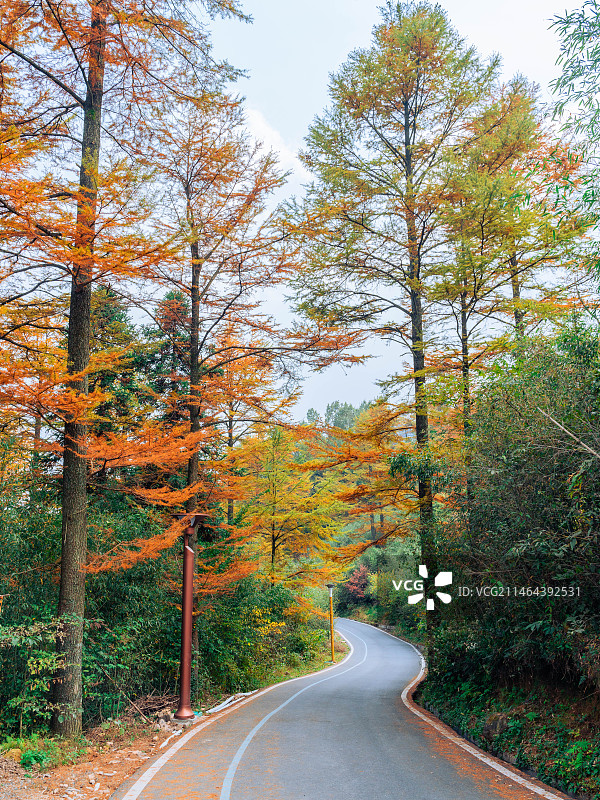 秋日金钱松图片素材