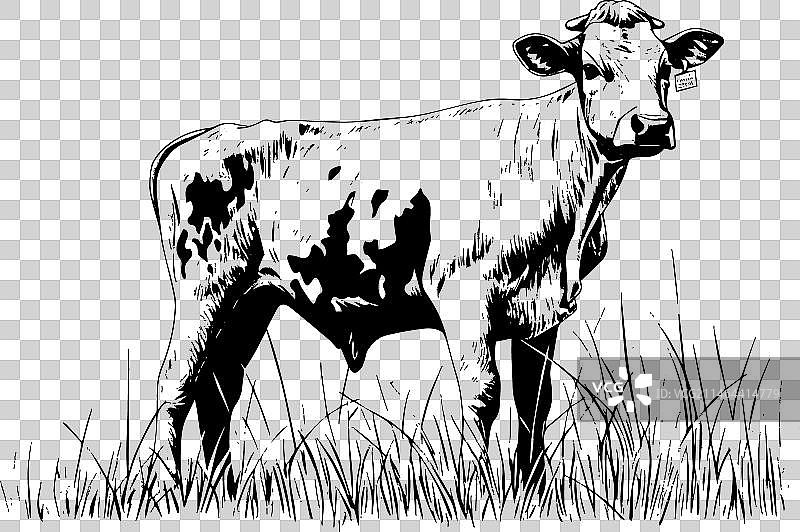 手绘奶牛在田野里吃草图片素材