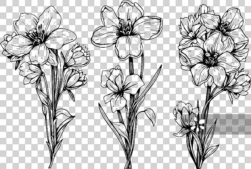 黑色孤立的秋英元素图片素材