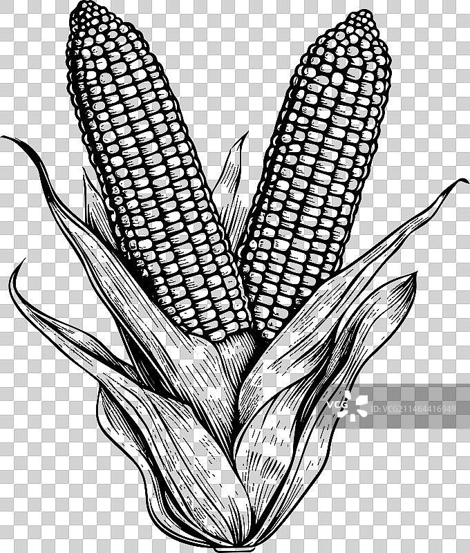 手绘复古甜玉米图片素材