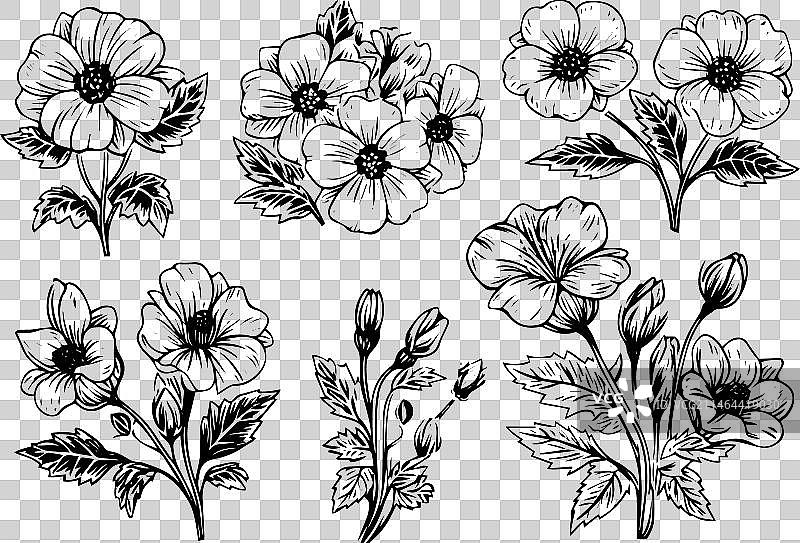 黑色孤立的秋英元素图片素材