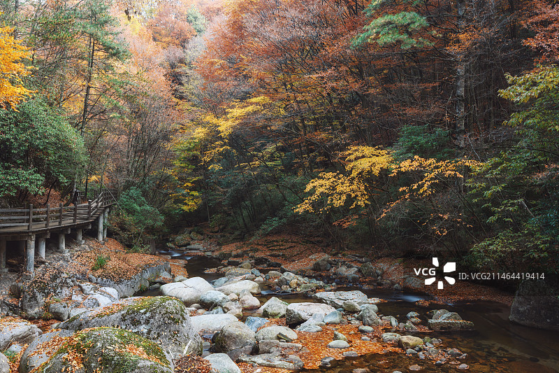秋季光雾山十八月潭的红叶和彩林中的小溪图片素材