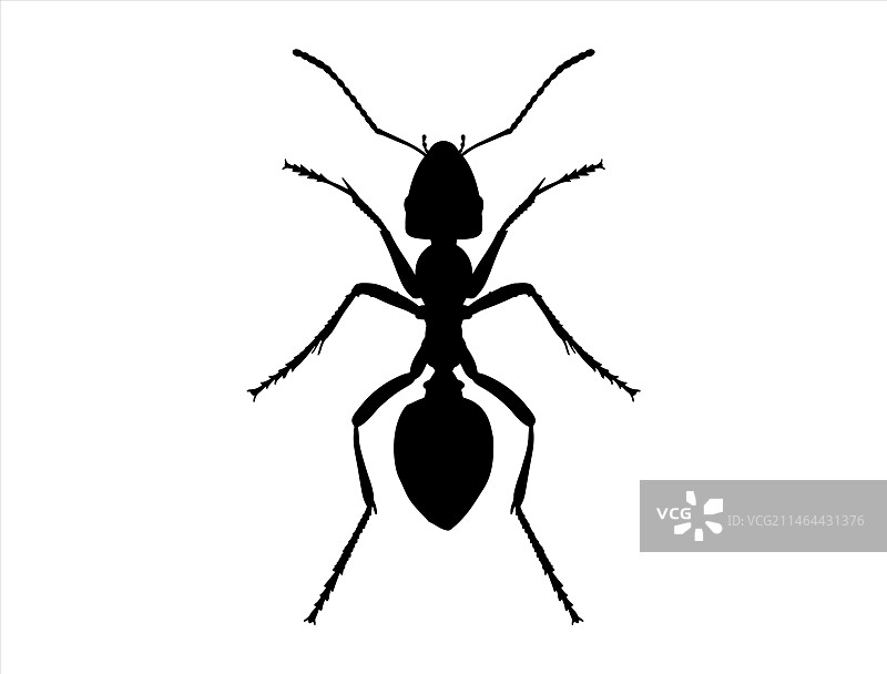 蚂蚁剪影艺术图片素材