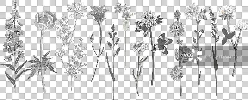 野生花卉绘画图片素材