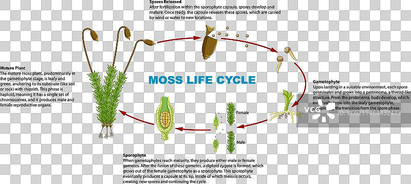 生物学研究苔藓植物生命周期信息图图片素材