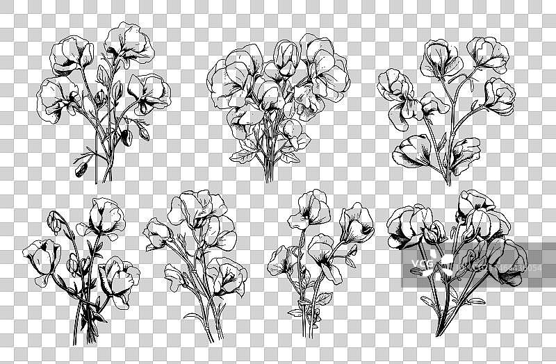 手绘漫画风格甜豌豆图片素材