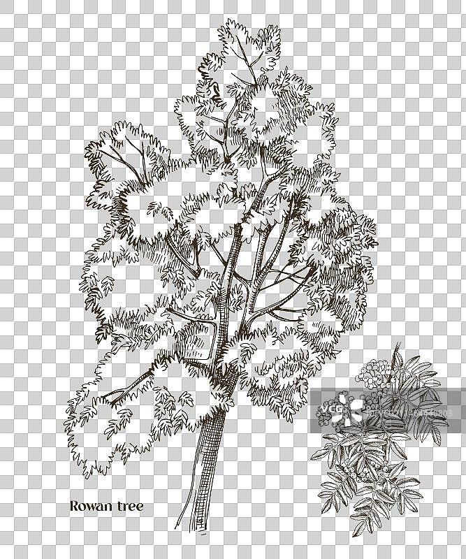 花楸树和花楸树枝图片素材