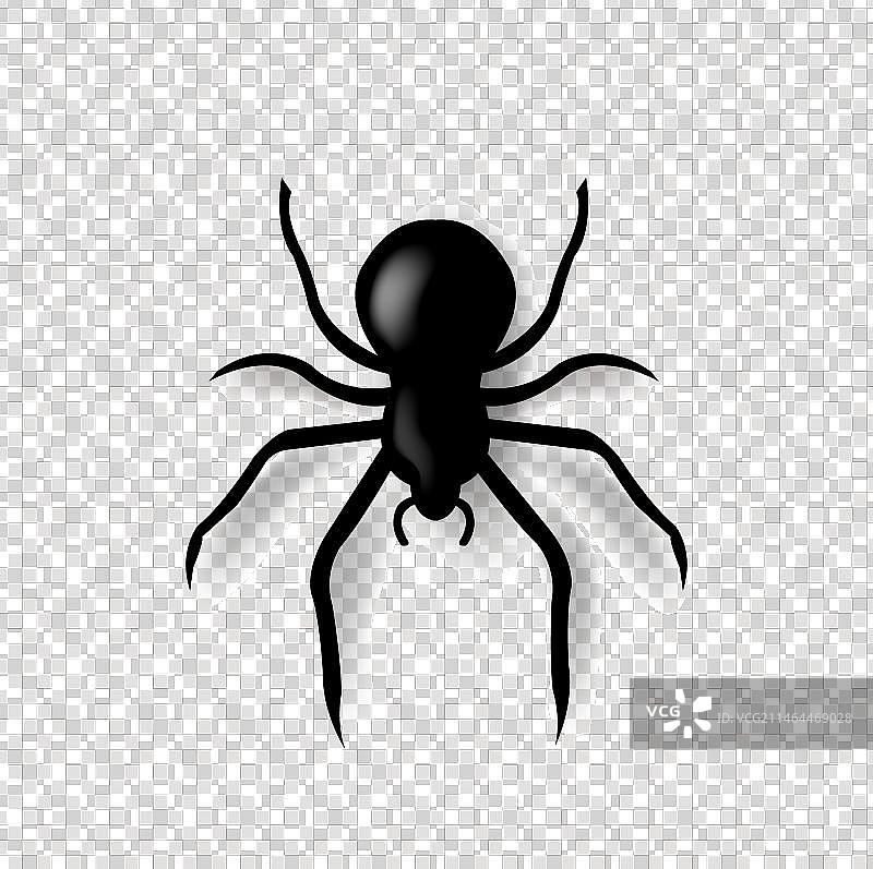 蜘蛛和白色背景图片素材