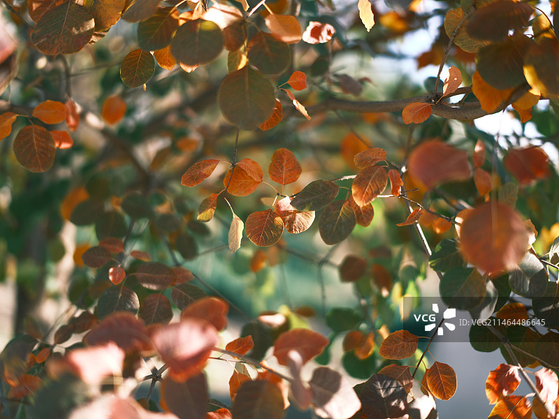 北京香山的红叶图片素材