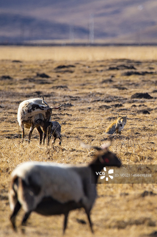刚出生的小羊，和那只鬼鬼祟祟的藏狐图片素材
